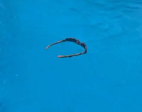 Anteojo Olblack Sport flotando en el agua